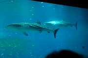 GA Aquarium 0006_1